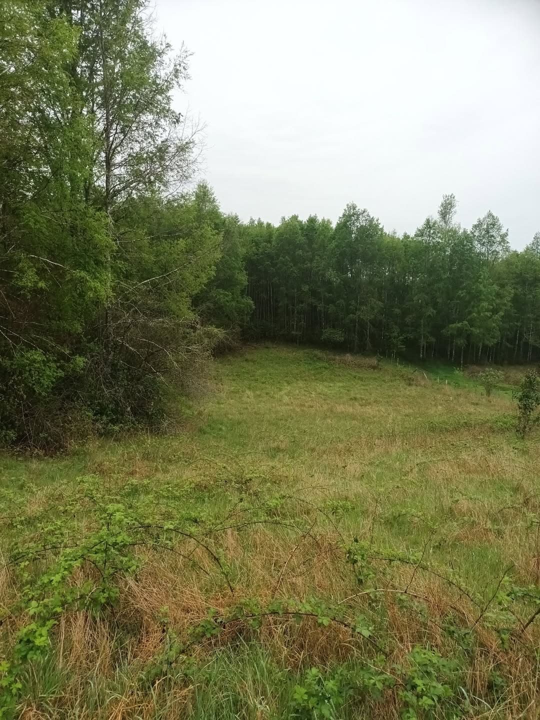 Arriendo campo 24 ha – 12 km de Villarrica